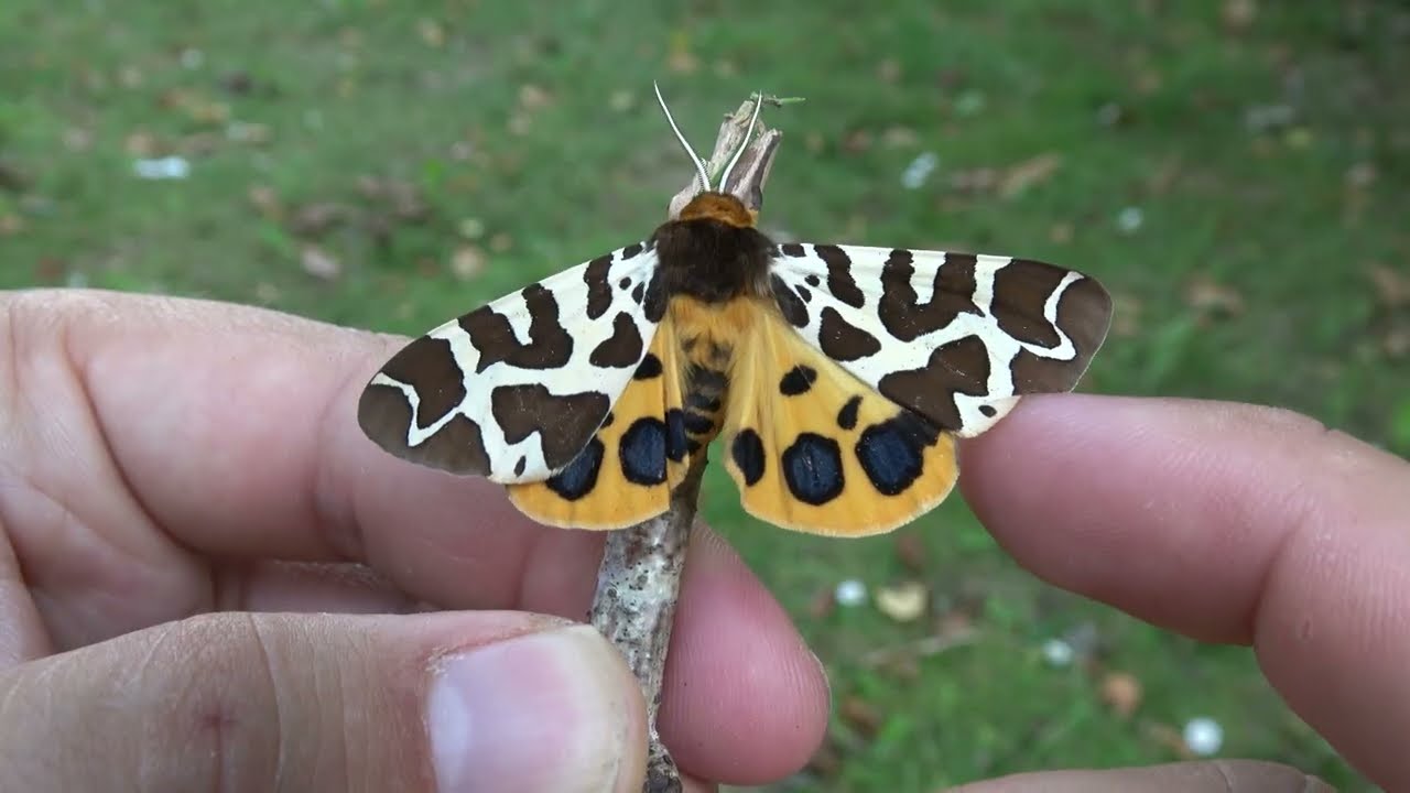 Bart Coppens sees the rare yellow form of Arctia caja for the first time (raw clip)