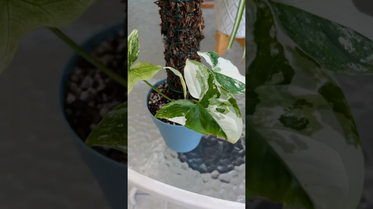 Singonio variegado en tutor de musgo #plantas