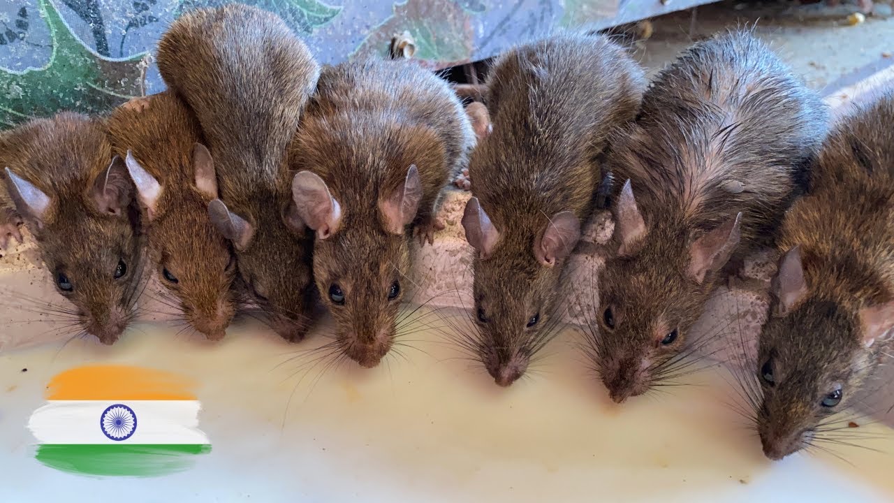Visitamos el TEMPLO SAGRADO de las RATAS en India 🐀  🇮🇳