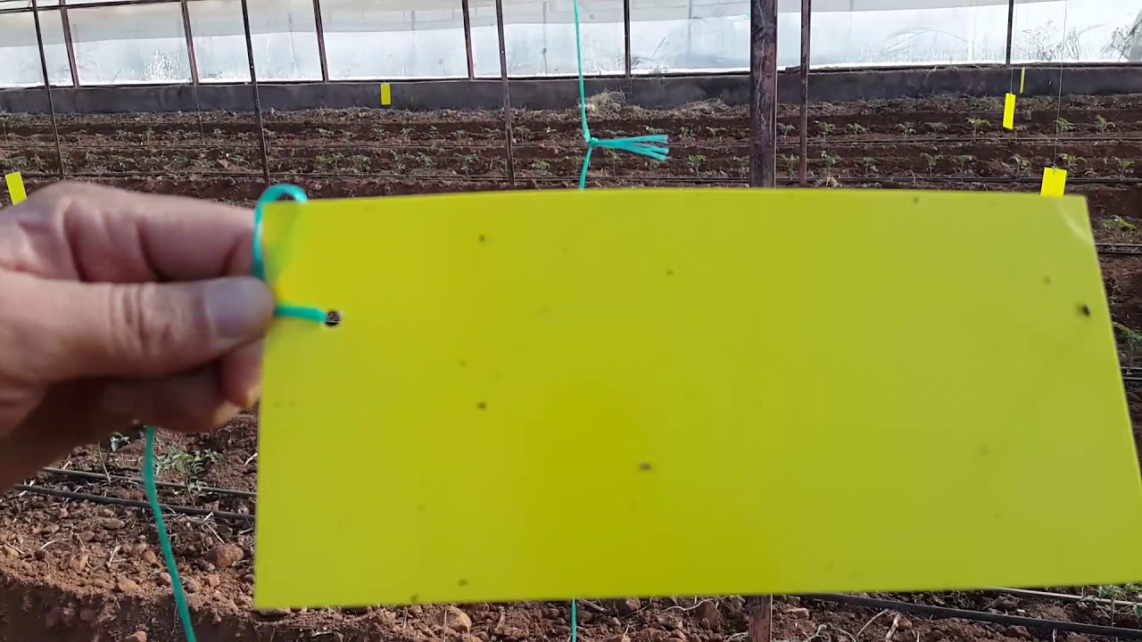 Tuzakları neden önce kenarlara, sonra sera içine asmalıyız?