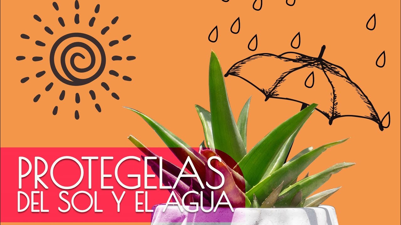 COMO CUIDAR MIS SUCULENTAS DE LA LLUVIA O INVIERNO