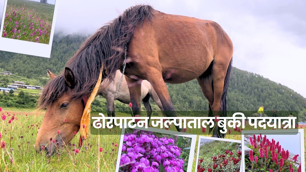 Dhorpatan buki trek_Buki yatra2082।।shiva kumar ale