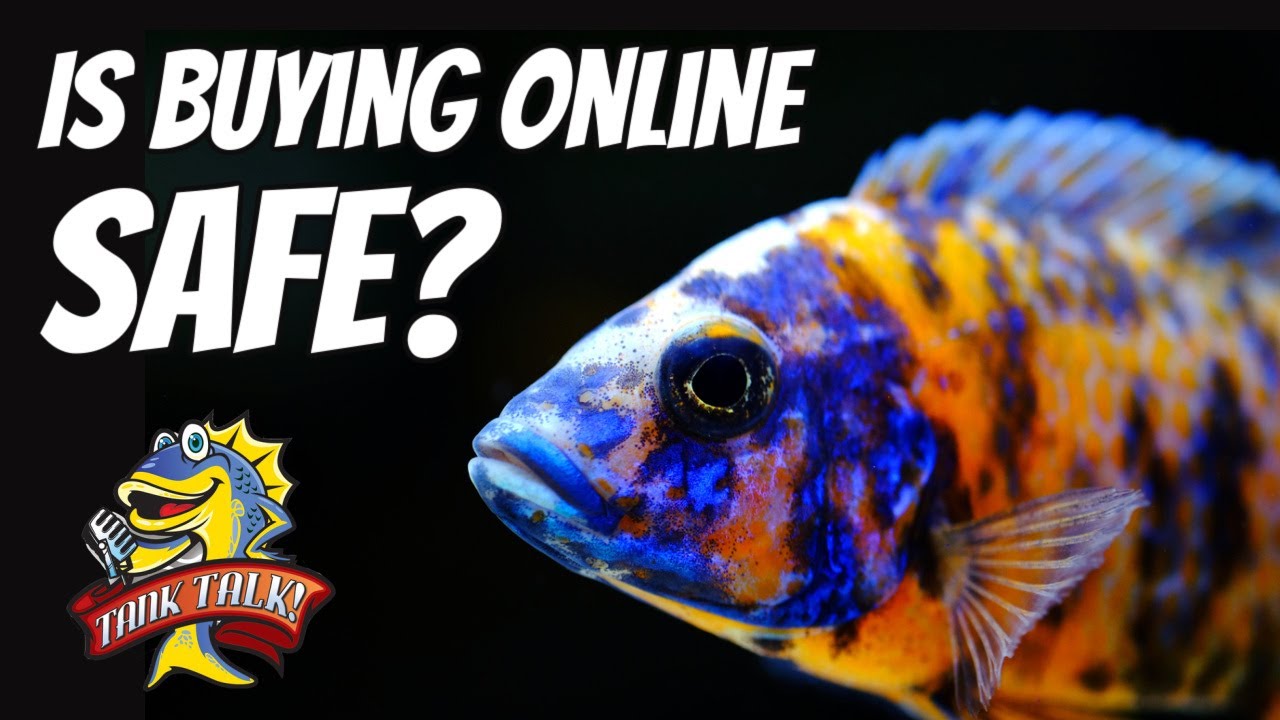 Best Tips For Buying Aquarium Fish Online, Tank Talk Podcast Episode 4