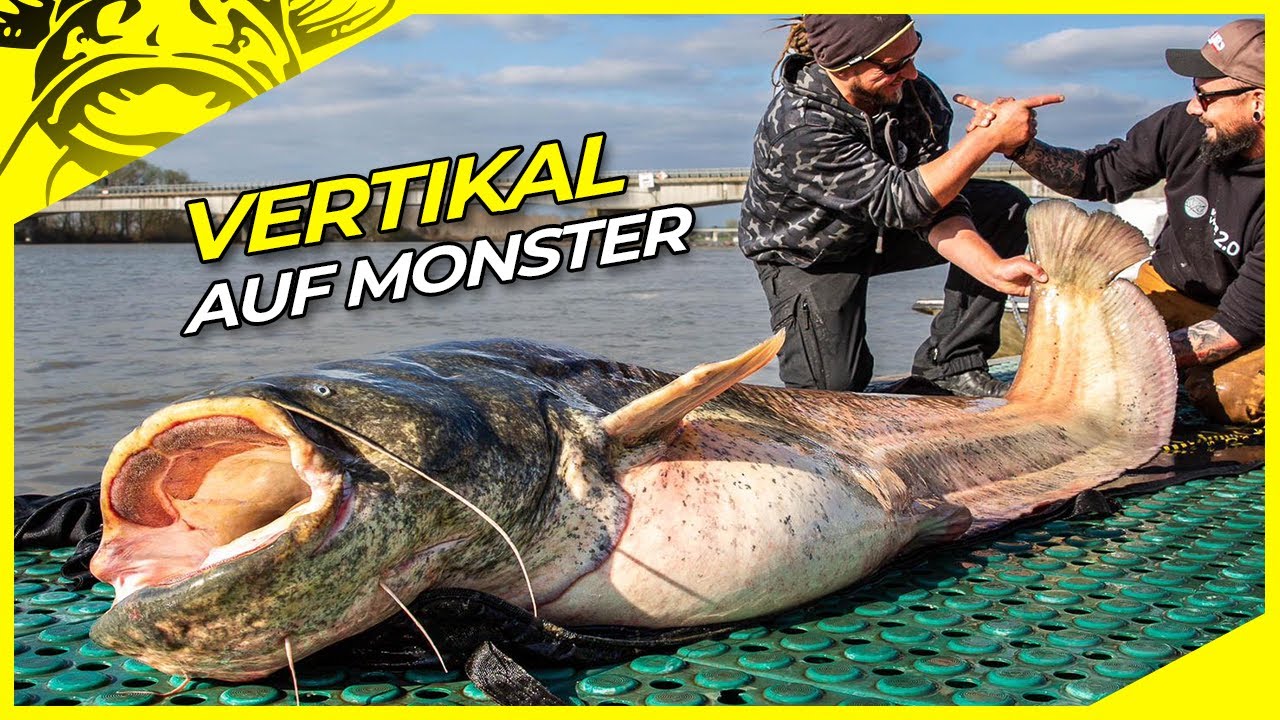 Diese Technik bringt dir RIESENWELSE | Vertikalangeln am Fluss erkl&auml;rt | Vertikal auf Waller