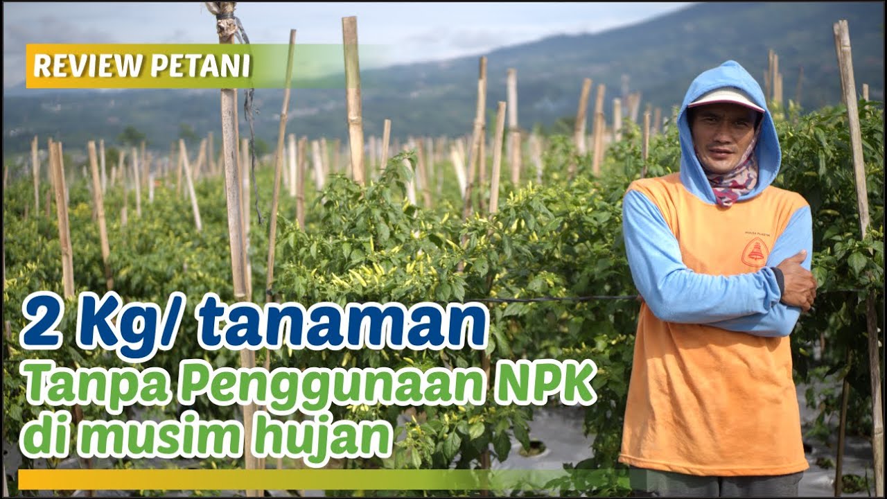 WAJIB NONTON !!! RAHASIA OLAH LAHAN TANPA NPK HASIL LUAR BIASA