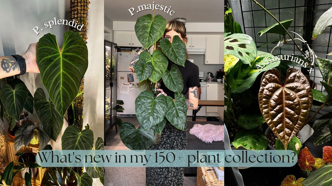 🌿 new plants + new growth 🖤 May houseplant highlights!