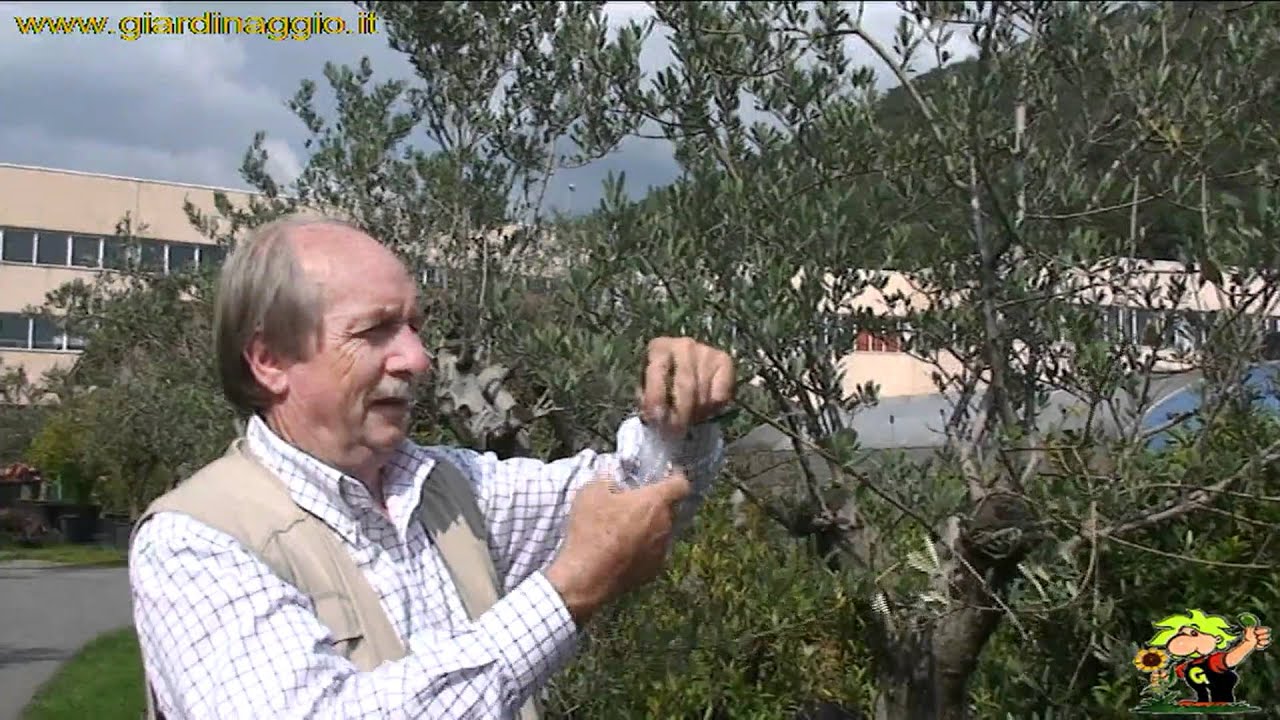 ottenere prebonsai