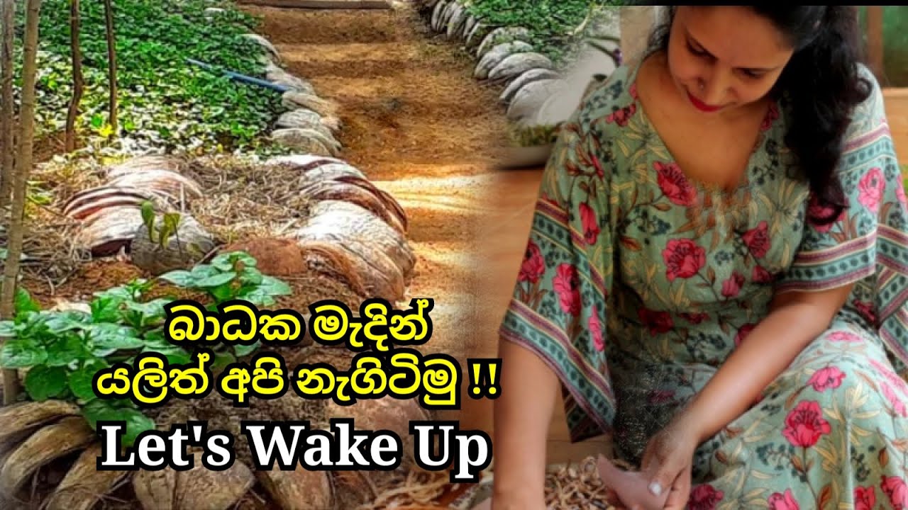 ඉදිරියට මුහුණදෙන්න දැන්ම නැගිටිමු  | Grow vegetables at home