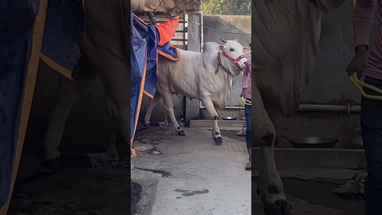 Mashallah beautiful cow 😍🐄 #subscribe #like #share #cpw #kolkata #2025
