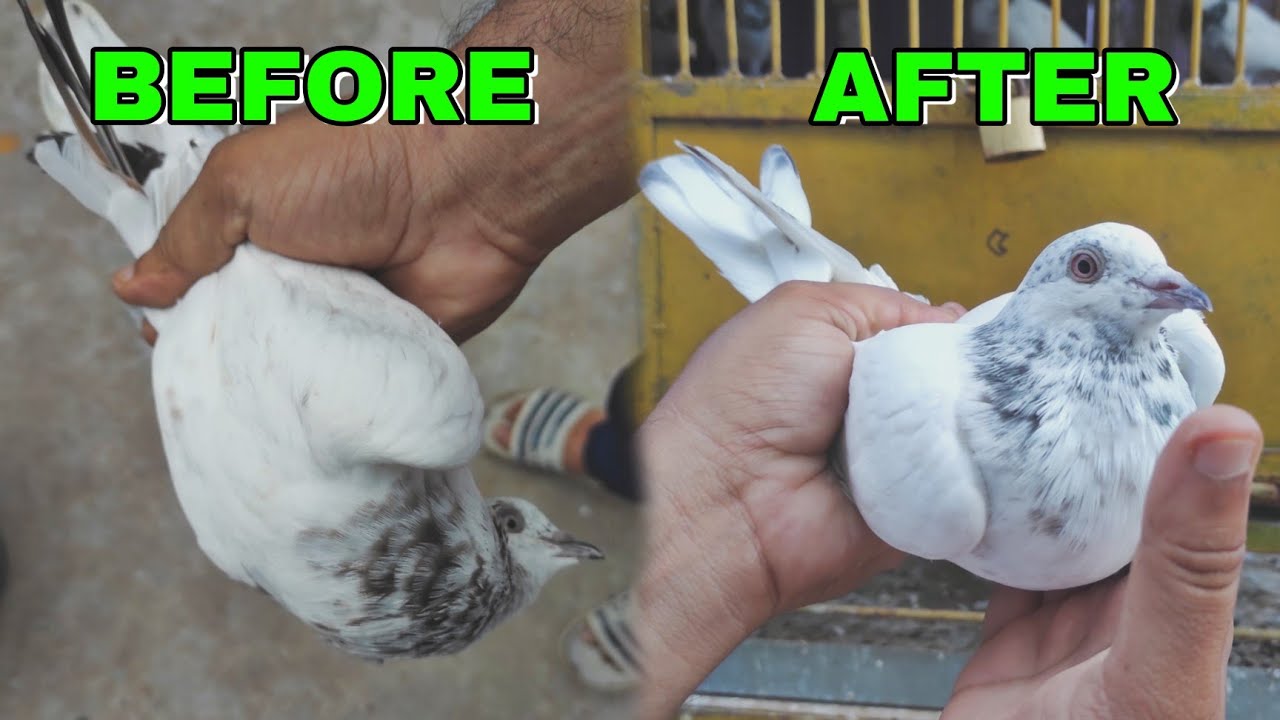 প্রাকৃতিক উপায়ে টাল কবুতরের চিকিৎসা