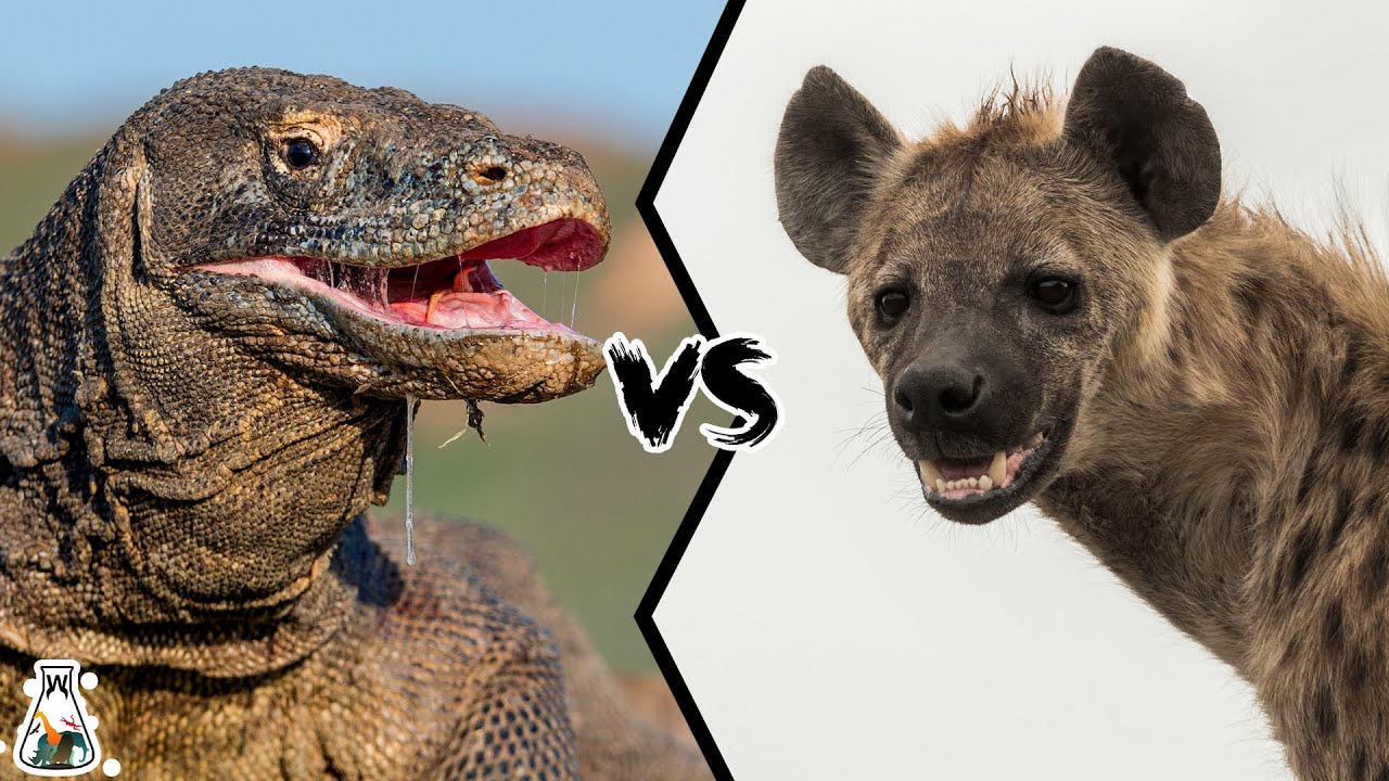 Komodo Dragon vs Hyena - Who Would Win a Fight?