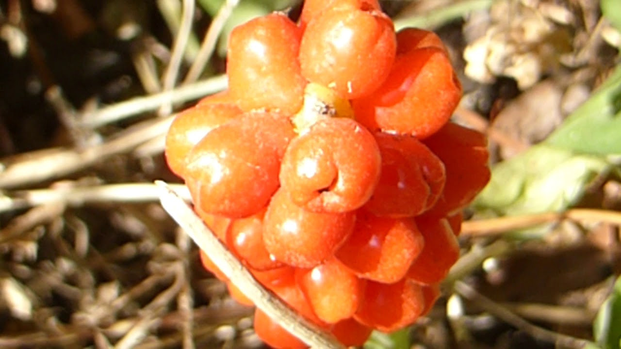 Wild arum -  Arum maculatum -  Aronsk&oacute;lfur - Aronsstafur - Villijurt