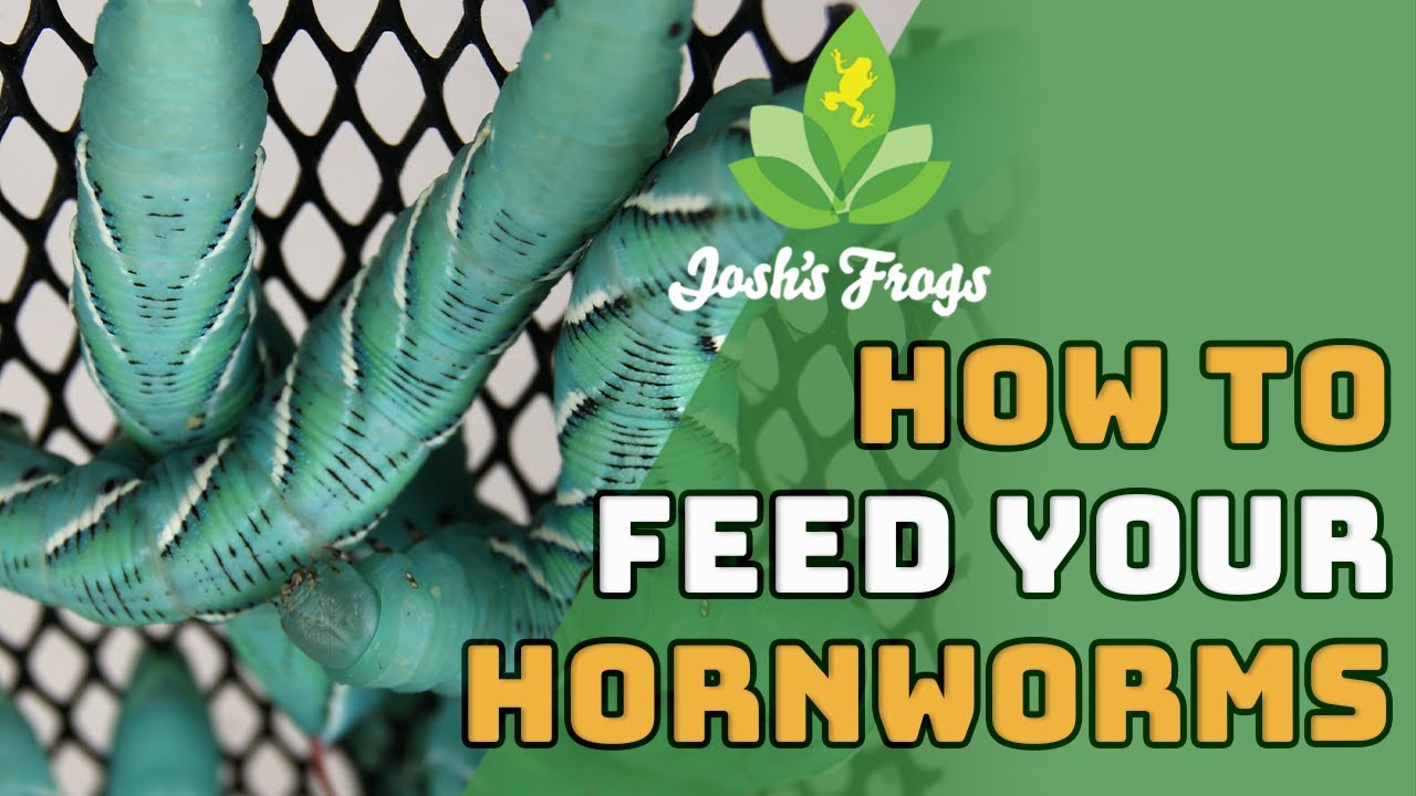 The Tips and Tricks of Feeding Hornworms