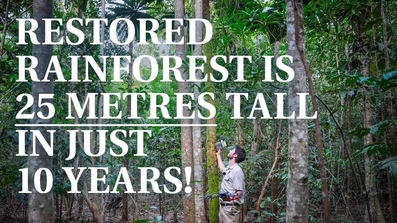 🌱 See the Difference You Make by Restoring Rainforest! | We revisit Rosewood Road after 10 years.