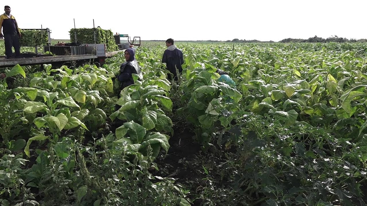 Oko duvana potrebno mnogo posla i velika radna snaga