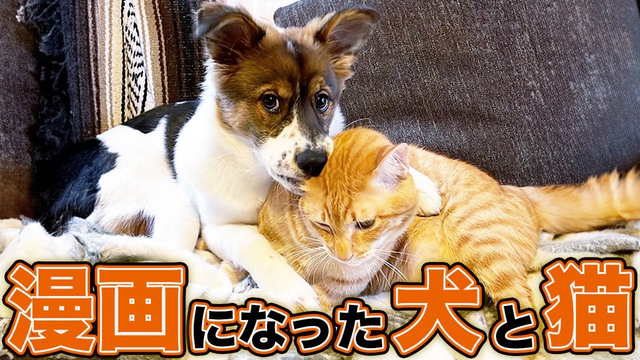 犬と猫のおかげで子供の頃からの夢が叶ったお話