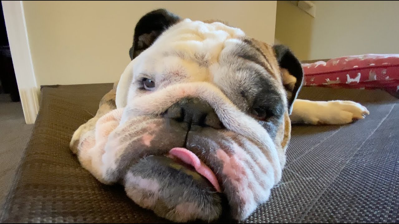 Reuben the Bulldog: I Do What I Want