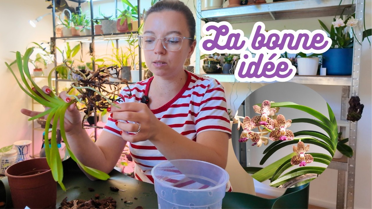 Vanda : Rempotage, pourriture des racines et conseils d'humidité !