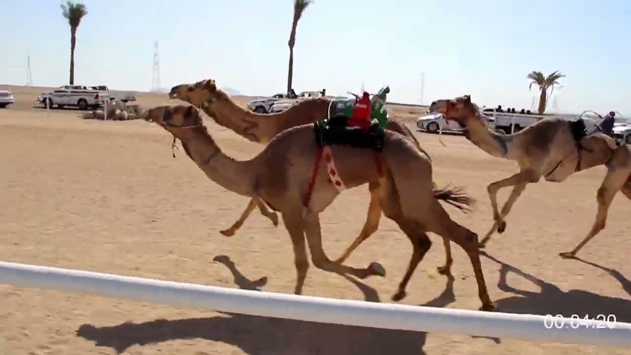 الشامخ يحقق الفوز لراعيه عبد العزيز الزميلي العليقي الف الف مبروك الفوز والناموس