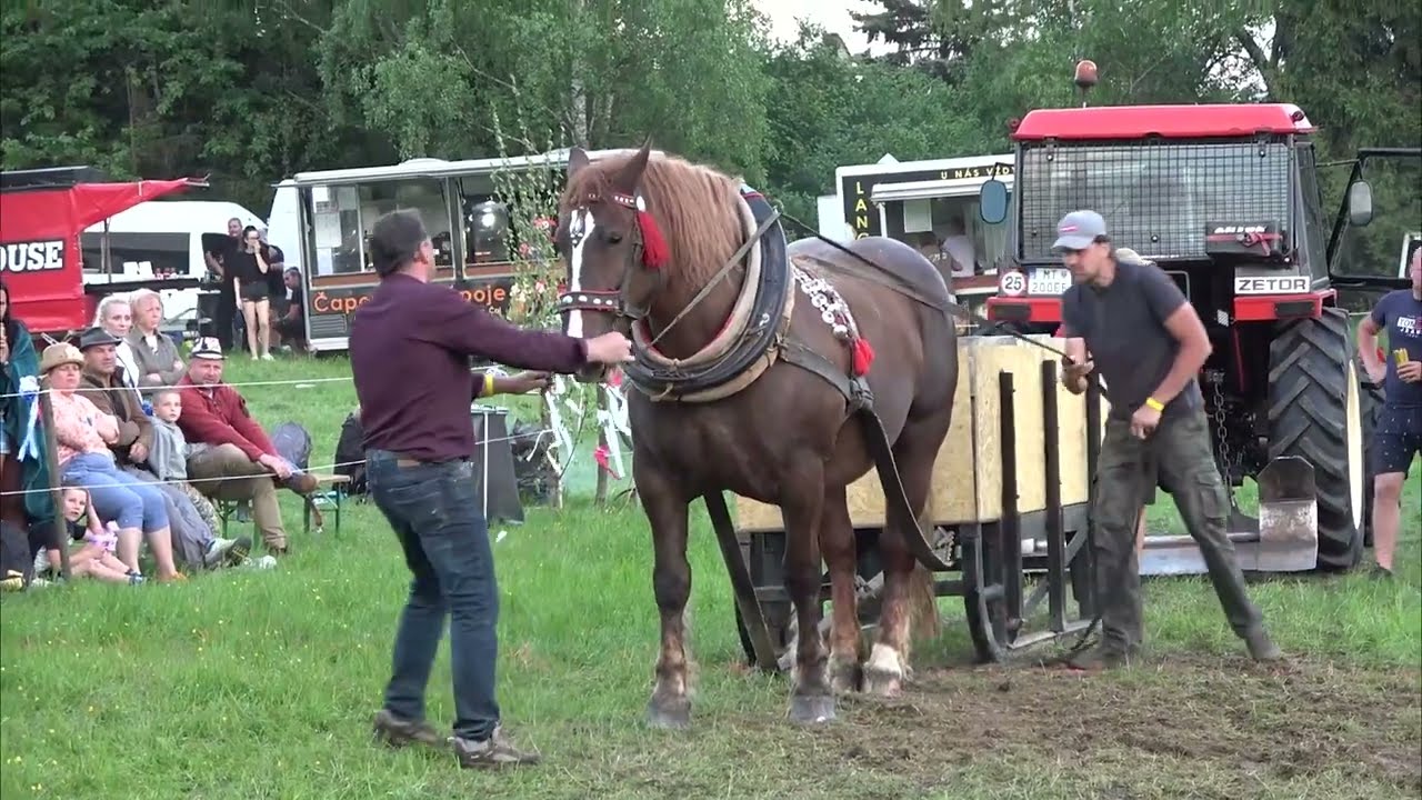 Fuxa, víťazka ťažkého ťahu vo váhovej kategórii 750 - 900kg! (Kľačianska podkova 2024)