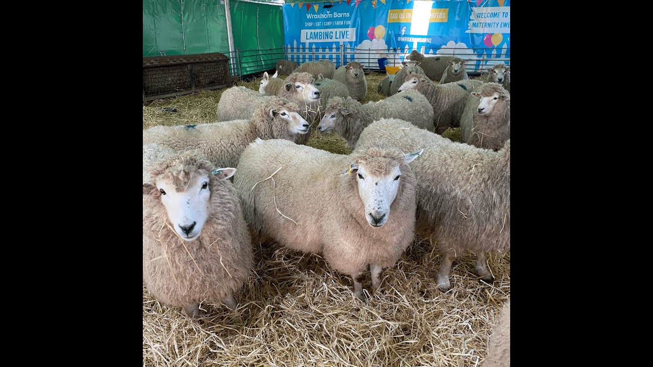 Easter lambing at Wroxham Barns