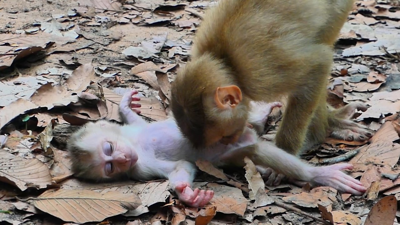 Baby Levy Gets Super Sleepy and Topples Over🙈💞 Baby Monkey Levy Nods Off and Tips Over