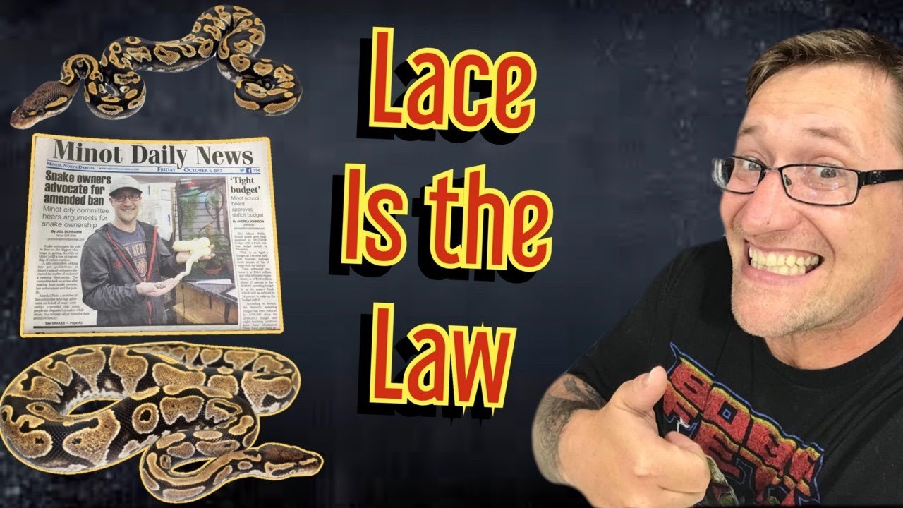 Marshal Law Morphs is Covering Everything In Lace | Lace Ball Python Morph