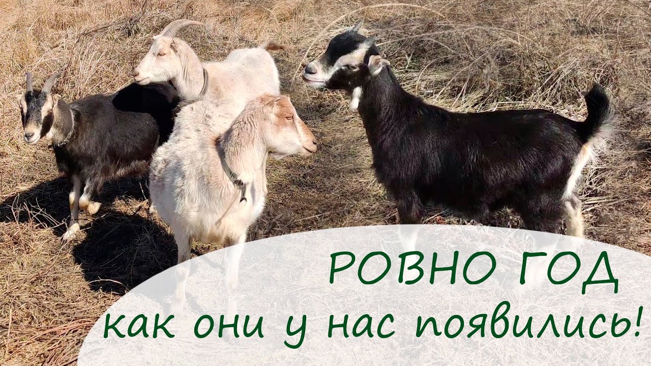 Ровно год назад как они у нас появились.Открыла огородный сезон./Переезд в Краснодарский край.