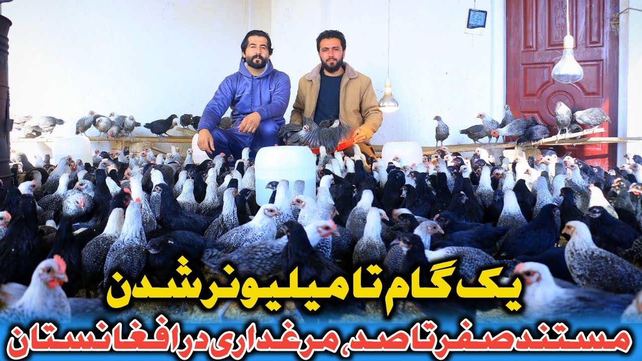 یک گام تا میلیونر شدن|عاید بیشتر از 150،00 هزار افغانی در ماه|مستند صفر تا صد مرغداری در افغانستان