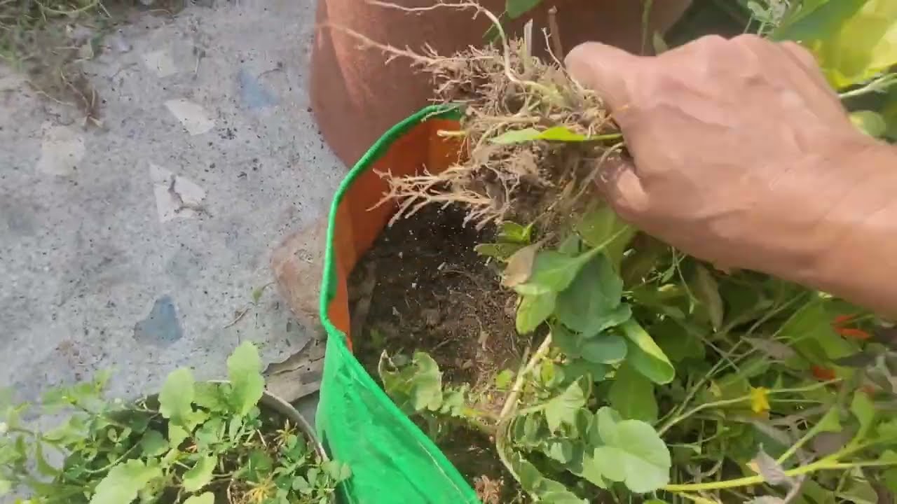 👍💖पालक की अंतिम कटाई 💖👍Final Harvesting of palak n potatoes 