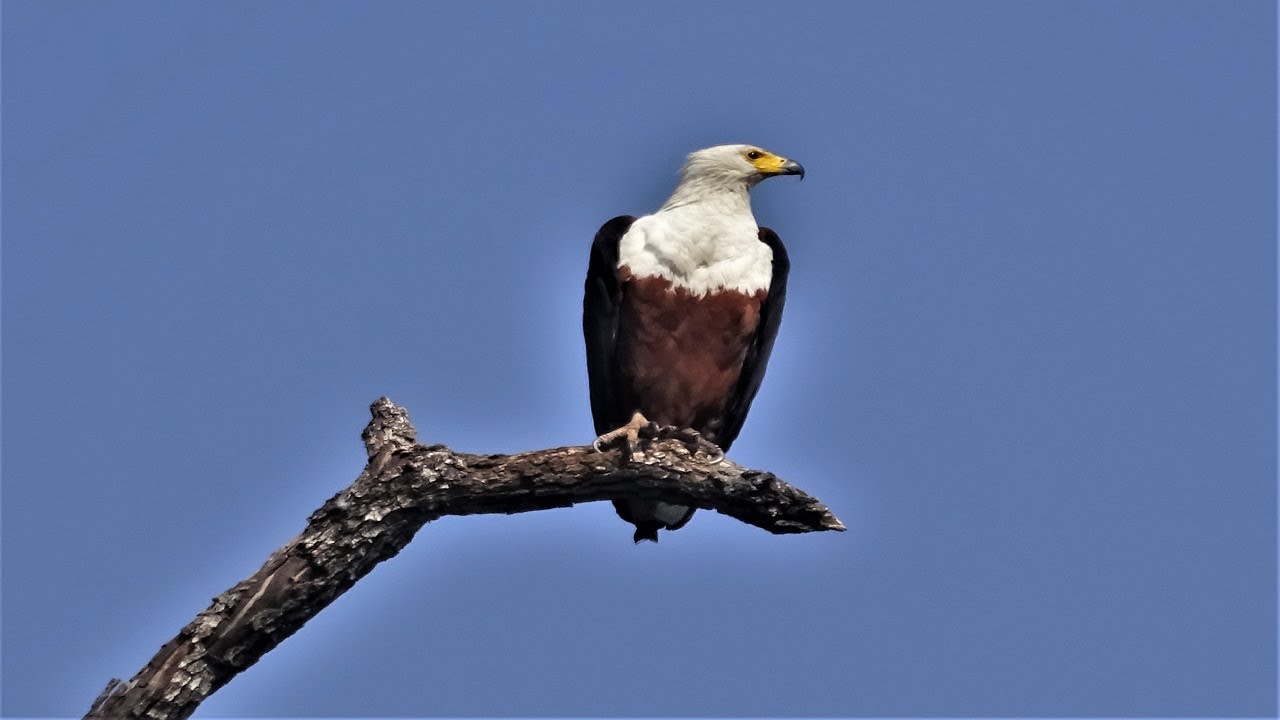 Malaika (Instrumental)  ~ Africa Impressions ~ Birds