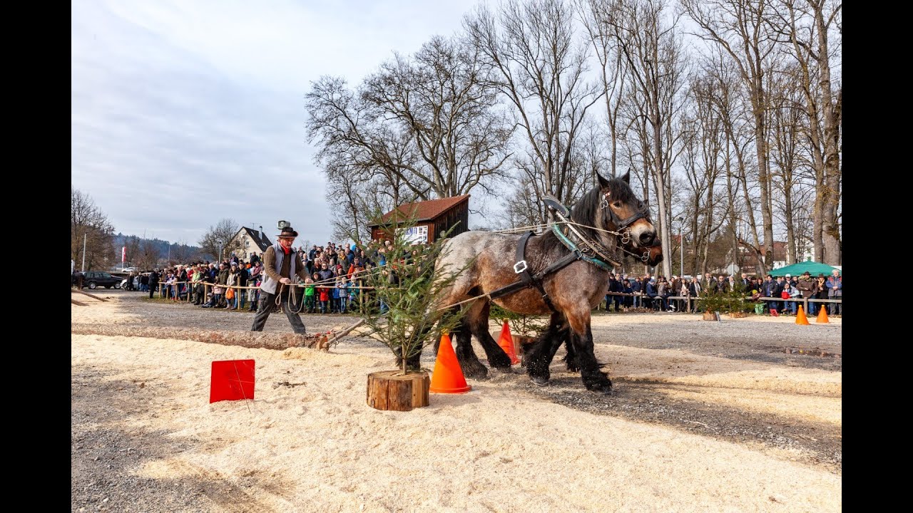 Live-Stream von Ross und Forst am 11. Februar 2023 - Pferdemarkt Gaildorf