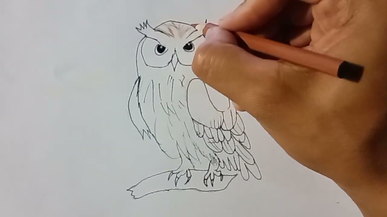 วาดนกฮูกระบายด้วยสีไม้  Draw an owl and color it with colored pencils. 
