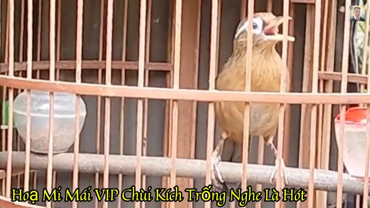 Hoạ Mi Mái Dâm Chùi Kích Trống Nghe Là Hót Không Tạp Âm.