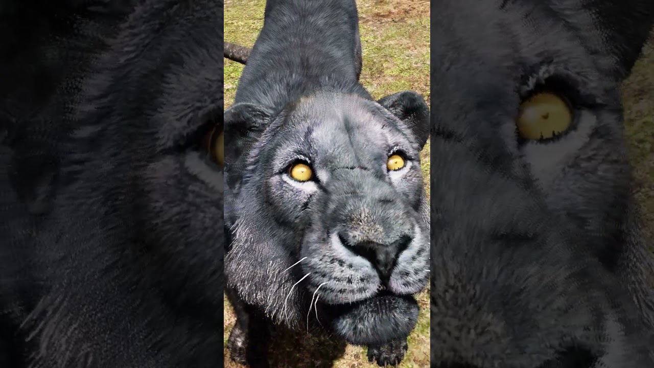 Healing Rare Black Lion  - Far Cry Primal 4K 60 FPS #4k #farcryprimal #blacklion #farcryprimalanimal