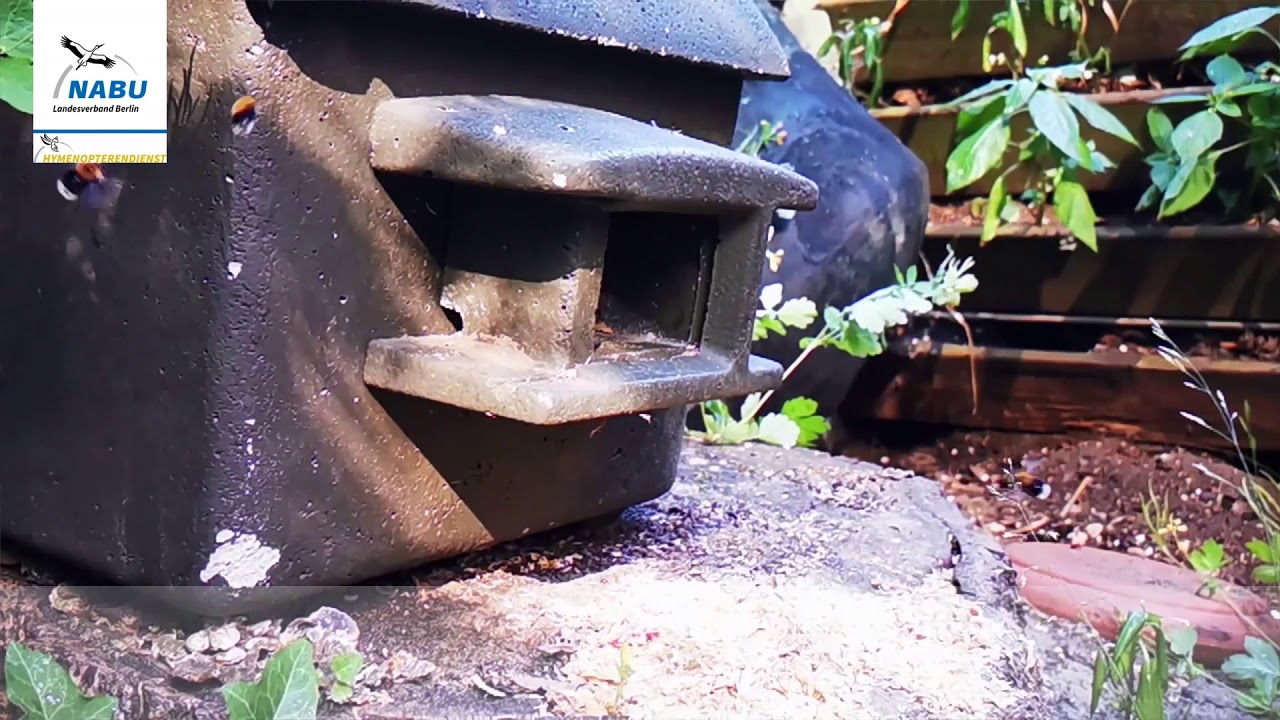 Die Baumhummel - wachsamer Nestverteidiger