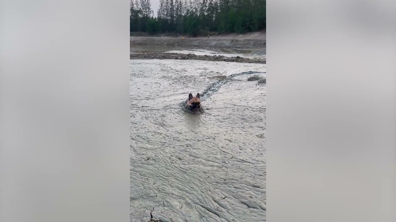 Pet French bulldog drags himself along muddy dried-up lake