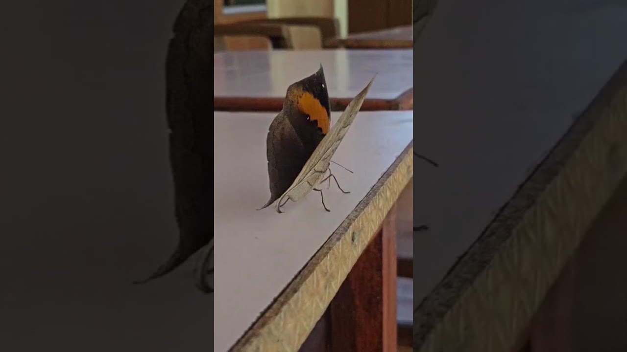 #Butterflies