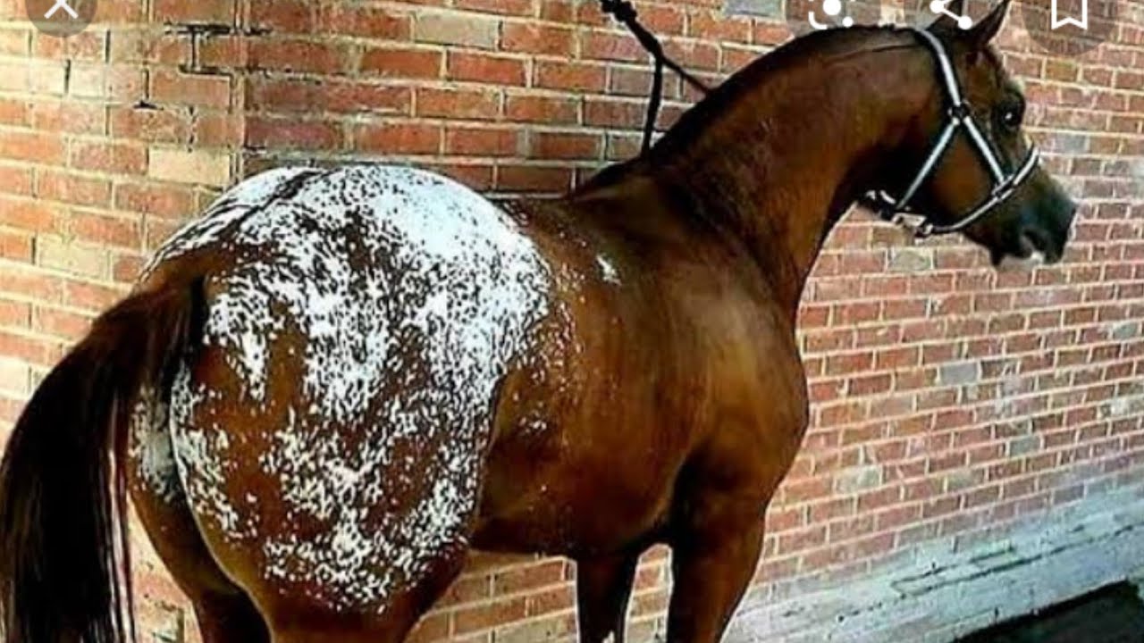 Vaquejada em foco cavalo Appaloosa