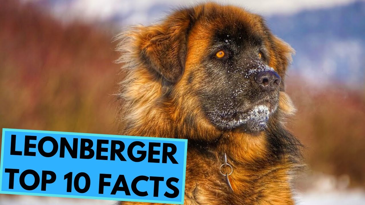 Leonberger - TOP 10 Interesting Facts