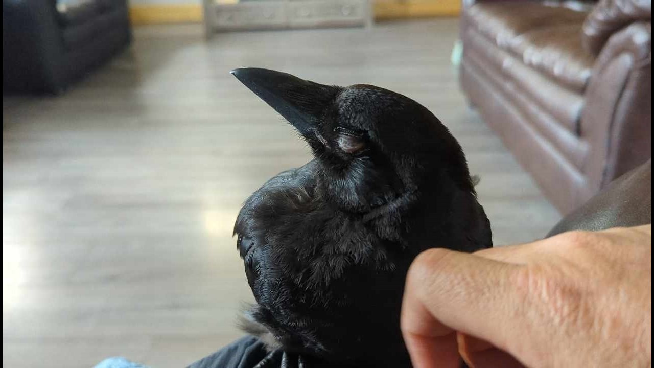 Baby Crow Asking For Head Scratches Part 1