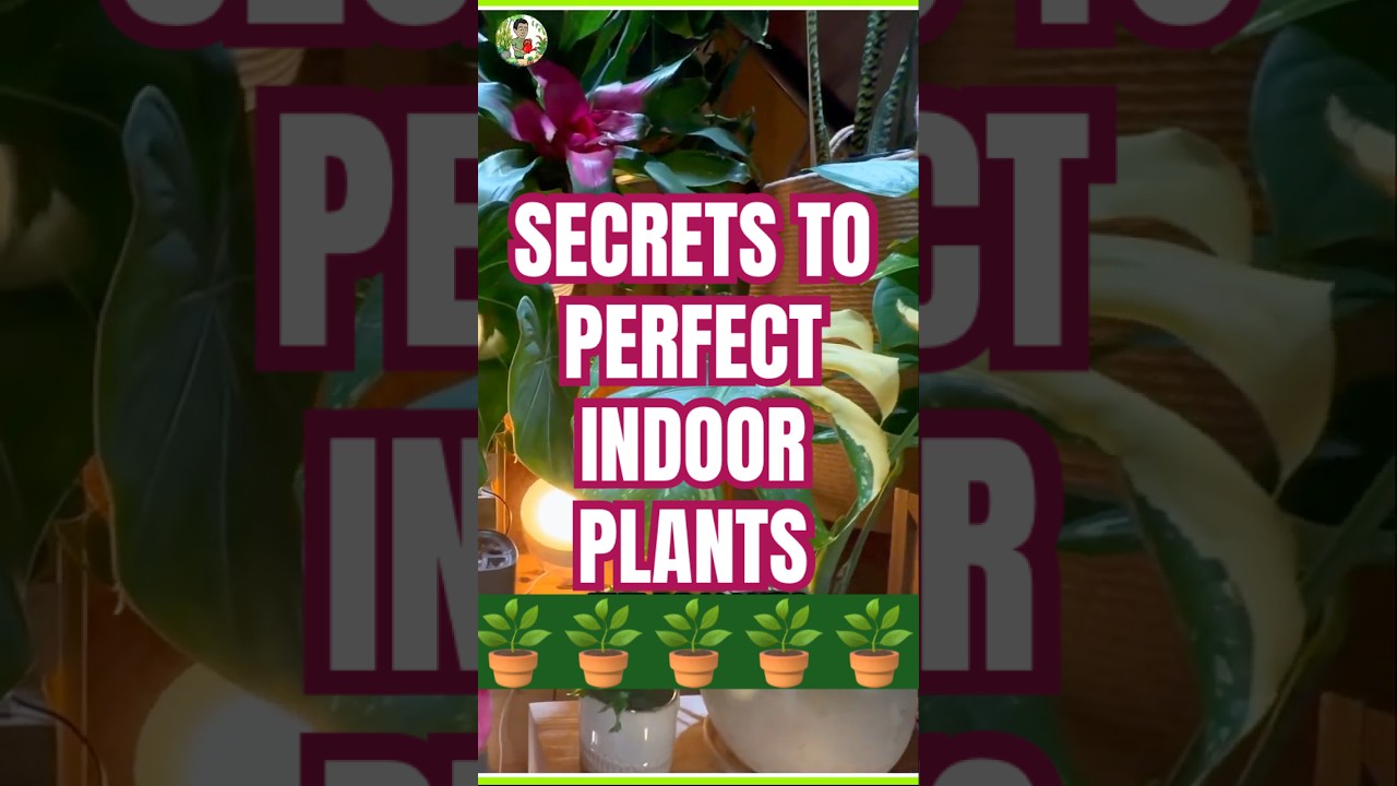 Secrets to Perfect Indoor Plants: Mastering Humidity and Temperature!