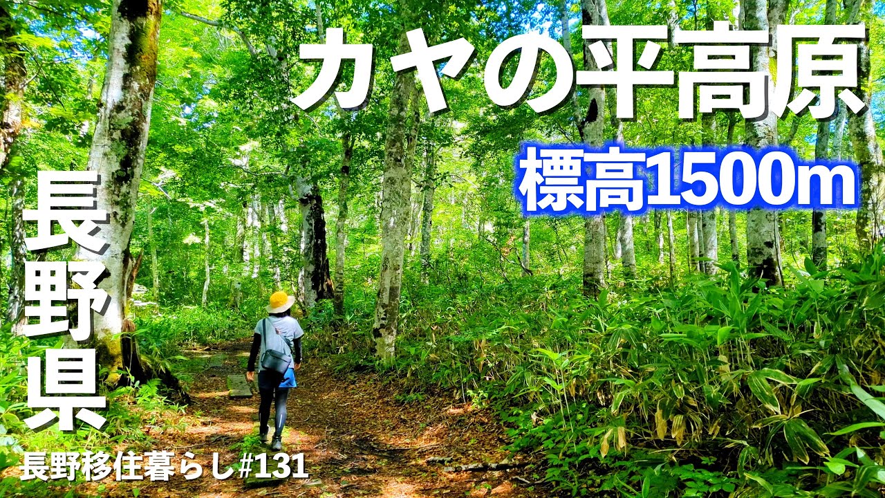 【猛暑避難シリーズ】標高1500mの高原へ行ってみたら最高の景色が広がっていた!!｜カヤの平高原｜飯山グルメ｜ドライブ｜田舎暮らし｜長野県｜4K