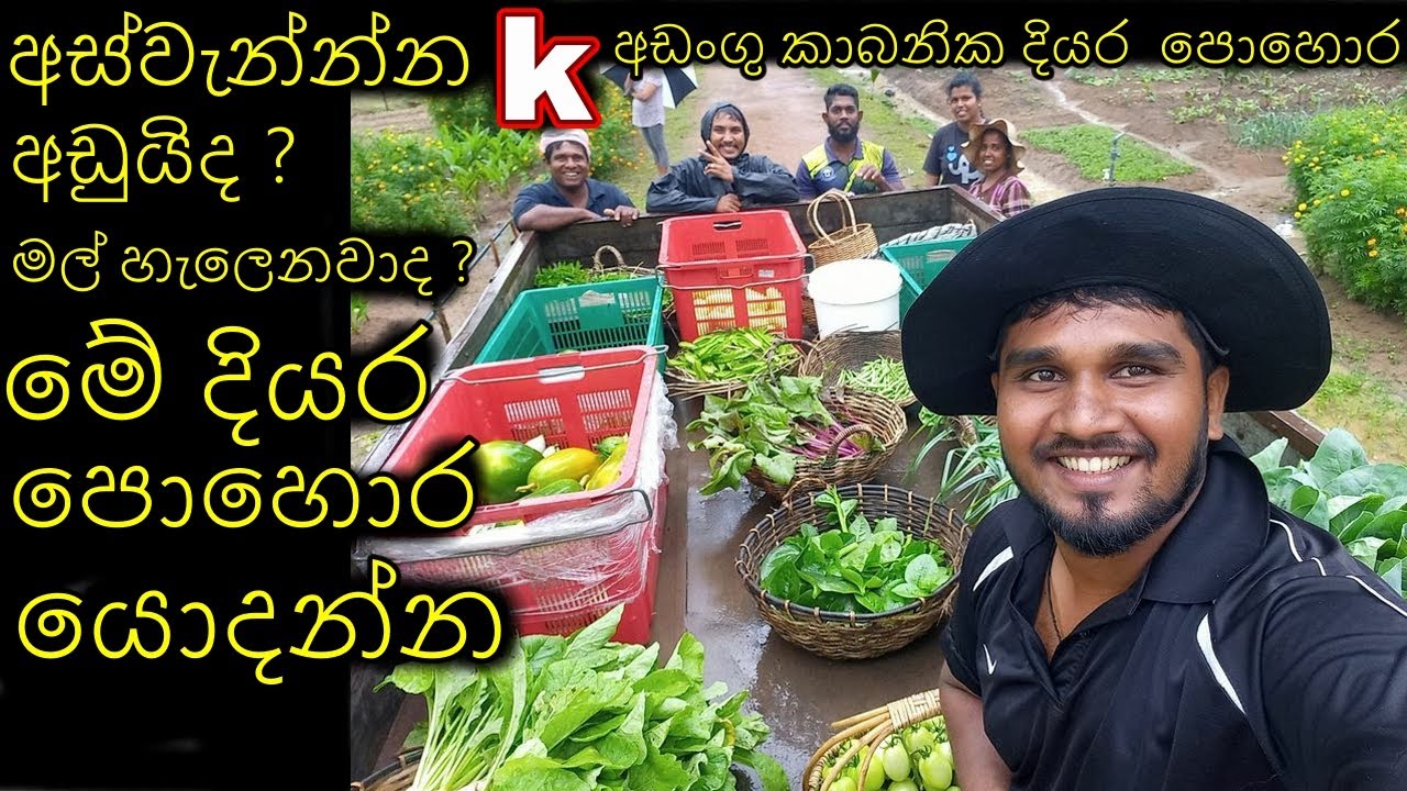 කාබනික දියර පොහොර මල් හැලීමට කරල්  මල් වේලීමට Organic Liquid Fertilizer to dry flowers