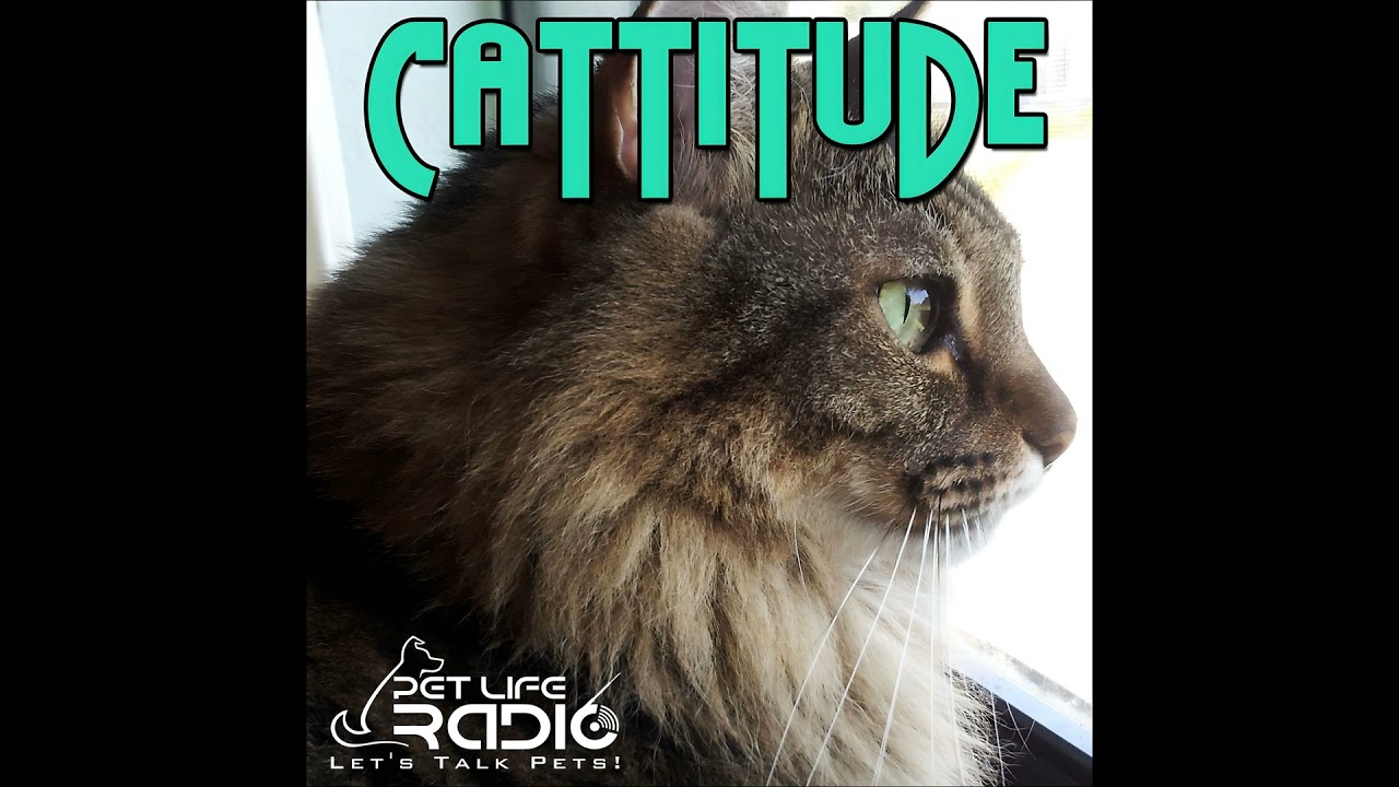 Cattitude - Episode 293 From Meow to Millions: Inside the World of Cat Influencers