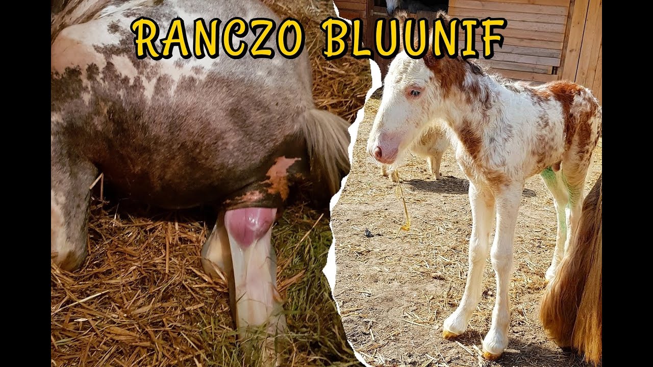 PORÓD KLACZY / WCZEŚNIAK SOMERSBY RB