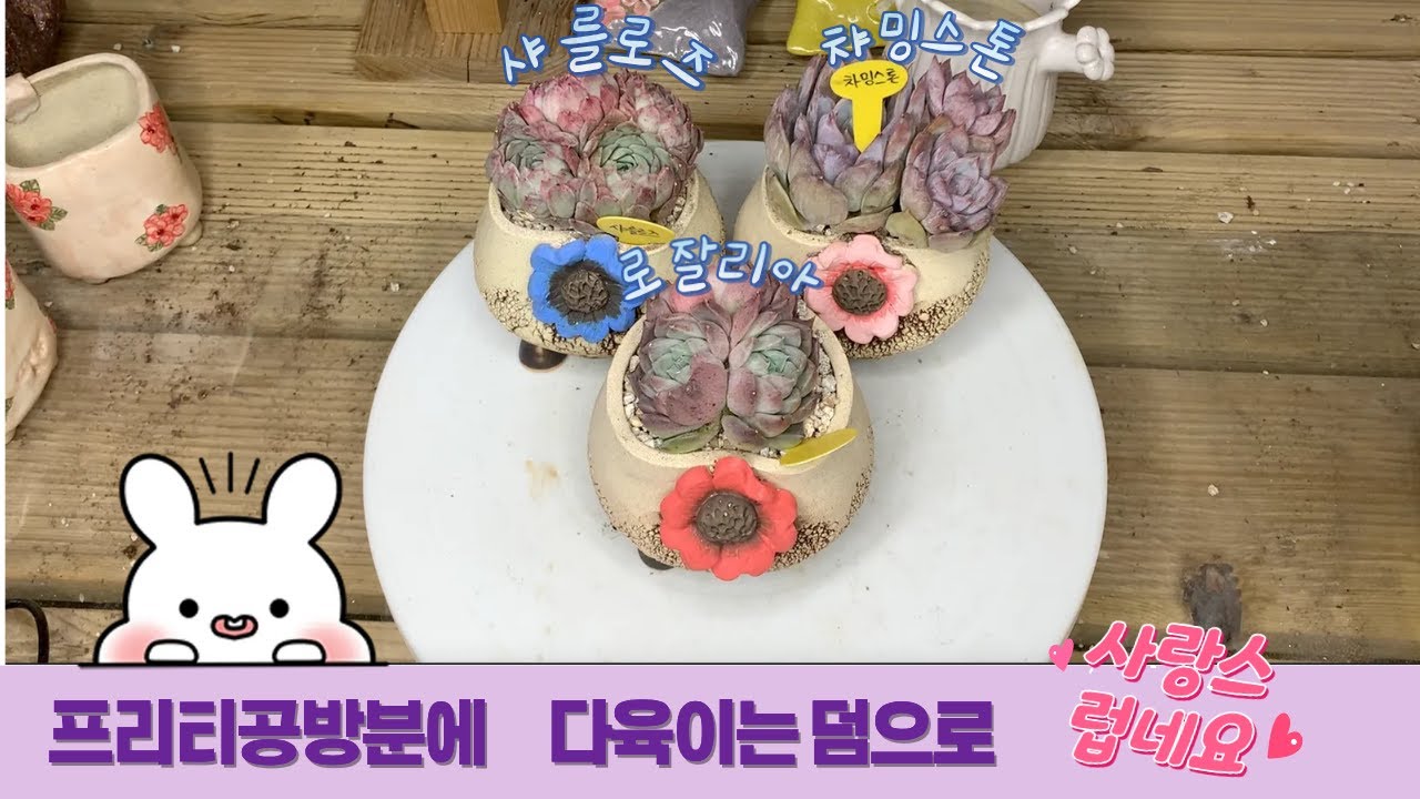 260126[다육식재] 프리티다육 메인화분 프리티공방분~코사지가 돋보이는 이 화분 뭘!심어도 이쁘지요~~