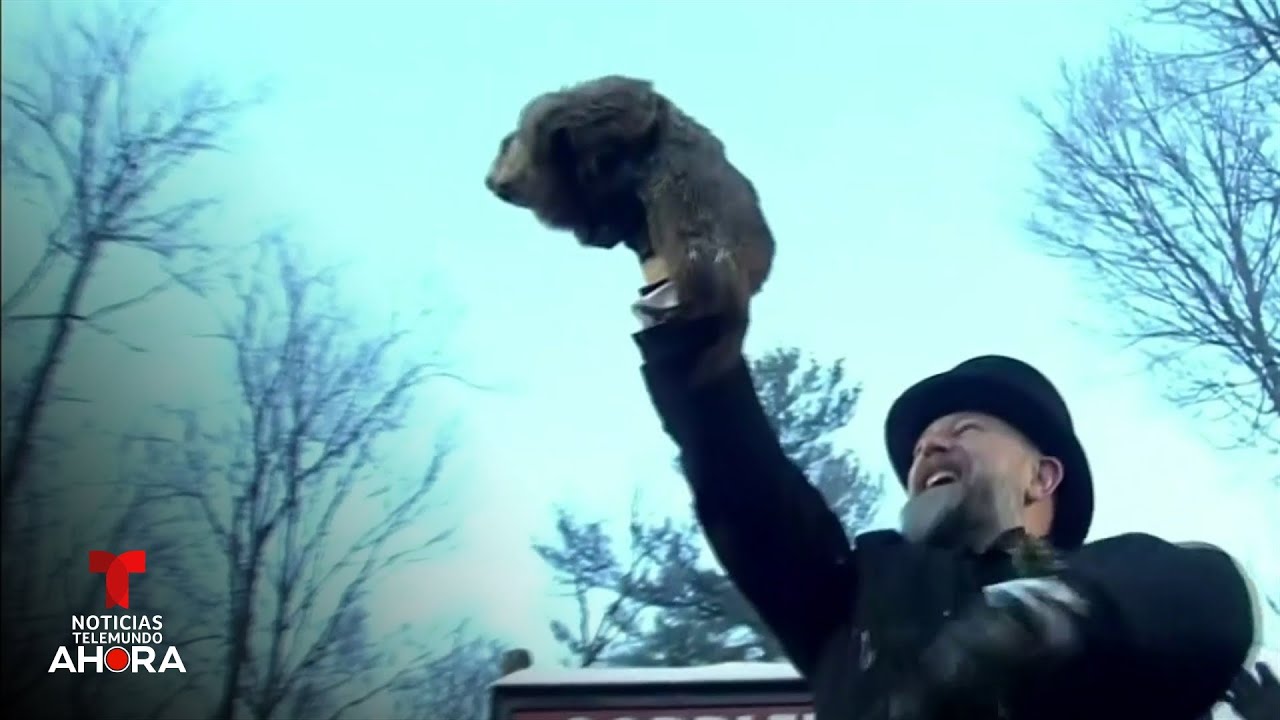 La marmota Phil sale de su madriguera para predecir si el invierno se alarga | Noticias Telemundo