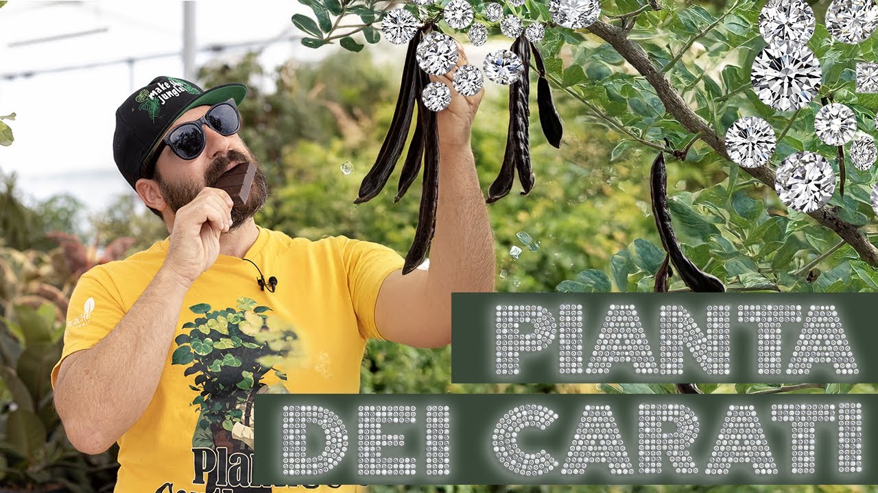 Coltivazione e usi del Carrubo: albero da ombra e cioccolato ...di carrube 👀