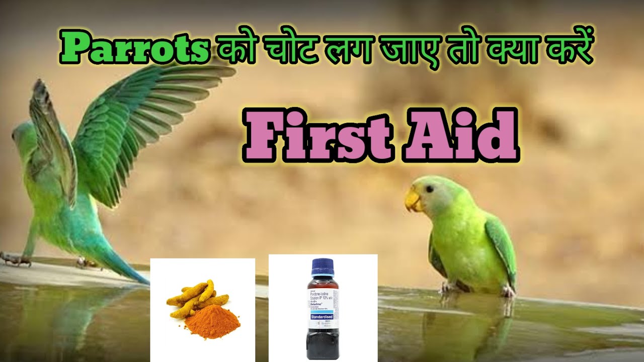 तोते के चोट लगने पर घर में कैसे करें ठीक#parrotlovers #alexandrineparrot #talkingparrot #parrot